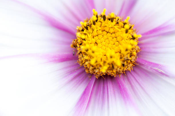 Close-up of a flowering cosmos in the height of summer