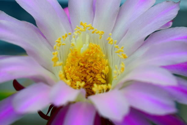istock blooming queen of the night cactus 1148049328