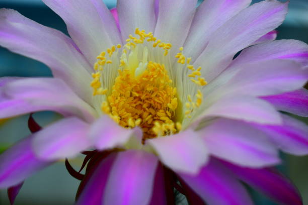 istock blooming queen of the night cactus 1148049473