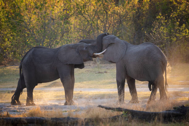 kampf gegen elefanten bei sonnenuntergang, okavango-delta, botswana, africa - artenschutz stock-fotos und bilder