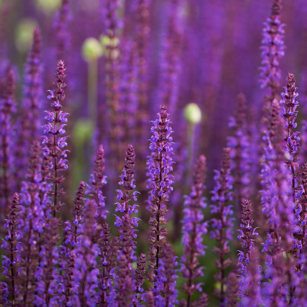 istock beautiful lilac flowers 1148049565