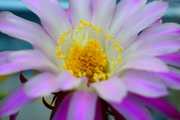 istock blooming queen of the night cactus 1148049580