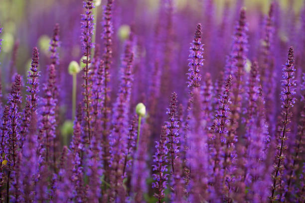istock beautiful lilac flowers 1148050114