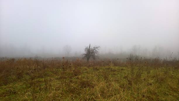 istock Old Tree in the Fog 1148050604
