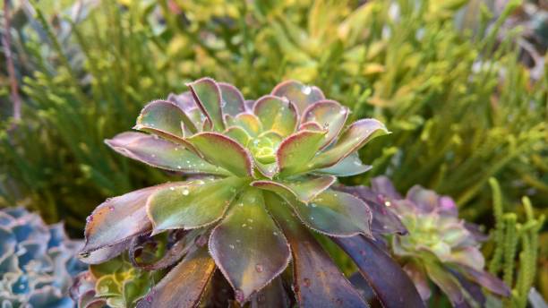 istock Succulent in a Greenhouse 1148050637