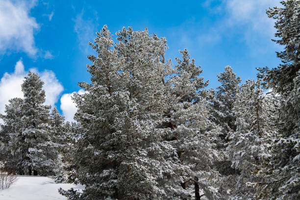 Snow covered fir trees. Panoramic view of the picturesque snowy winter landscape. stock photo