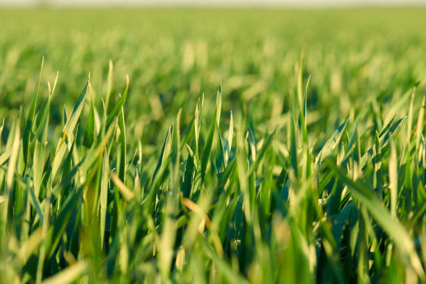 istock Young sprouts are on the field. Green grass closeup. 1148052180