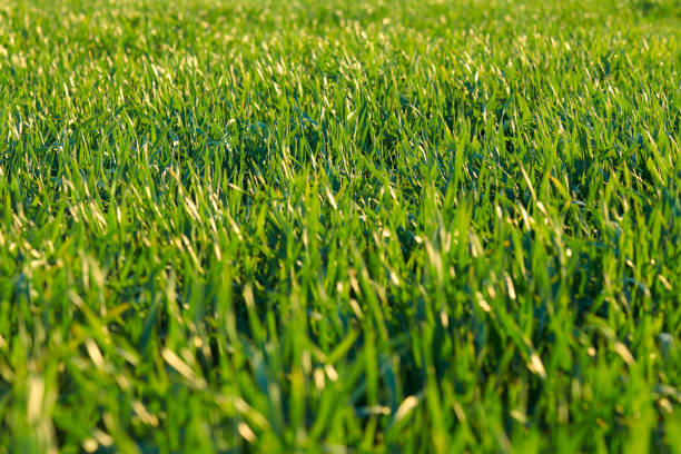 Young sprouts are on the field. Green grass closeup.