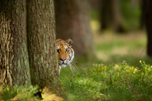 Tiger peeping from behind a tree. Dangerou animal in the forest. Siberian tiger, Panthera tigris altaica stock photo