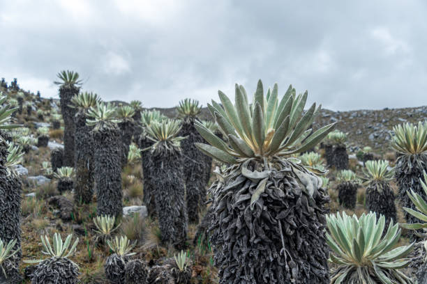 istock The Sierra Nevada del Cocuy National Park 1148053174