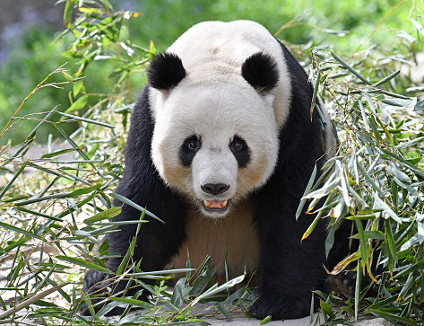 A lovely giant panda is smiling and looking at camera