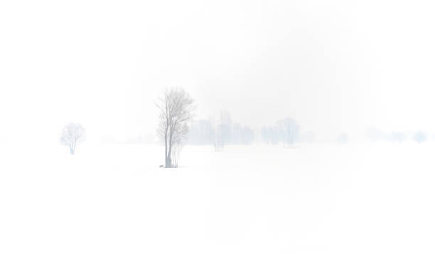 Panoramic view of snowy landscape with trees. stock photo