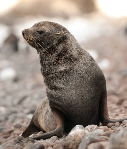istock Sea Lion pup 1148056082