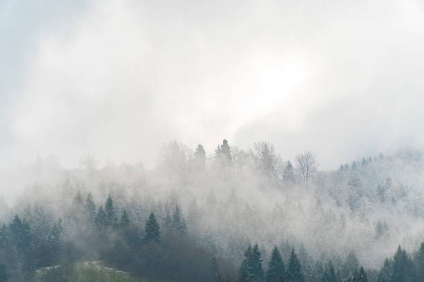 istock Fantastic view of cloudy winter landscape with snow covered trees. 1148056084