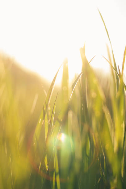 istock Green stems of grass on sunset on sunset. Selective focus, film effect and author processing 1148057032
