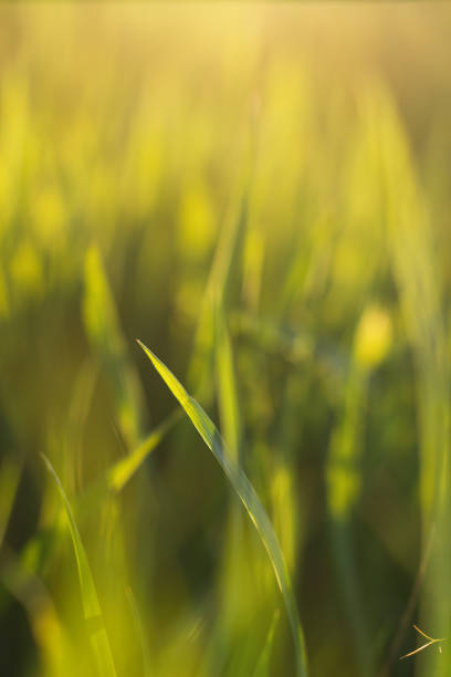 istock Green stems of grass on sunset on sunset. Selective focus, film effect and author processing 1148057034