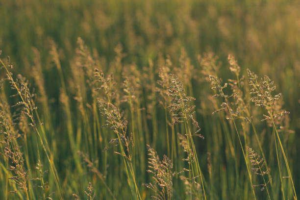 stängel von felgras auf den sonnenuntergang. bluegrass bei sonnenuntergang. selektive fokussierung, filmeffekt und autorenbearbeitung. - sky blue grass green stock-fotos und bilder