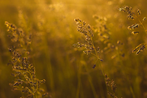 stängel von felgras auf den sonnenuntergang. bluegrass bei sonnenuntergang. selektive fokussierung, filmeffekt und autorenbearbeitung. - sky blue grass green stock-fotos und bilder