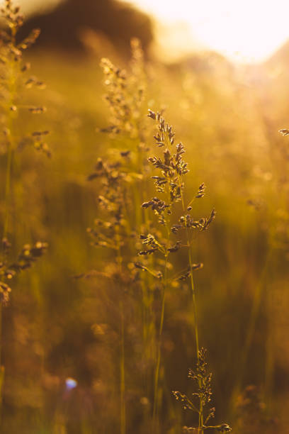 istock Stems of field grass on sunset. Bluegrass on sundown. Selective focus, film effect and author processing. 1148057103