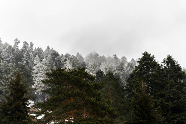 fantastica vista sul nuvoloso paesaggio invernale con alberi innevati. - turkey extreme terrain snow nature foto e immagini stock