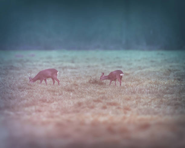istock Two roe deer grazing in meadow at dawn. 1148057215