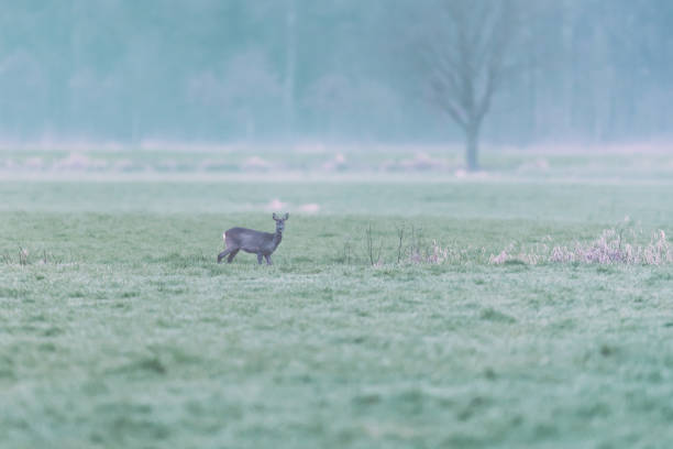 istock Roe deer in misty meadow at dawn. Looking towards camera. 1148057237