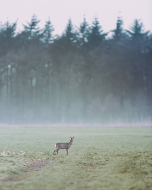 istock Roe deer in misty meadow looking towards pine forest. 1148057241