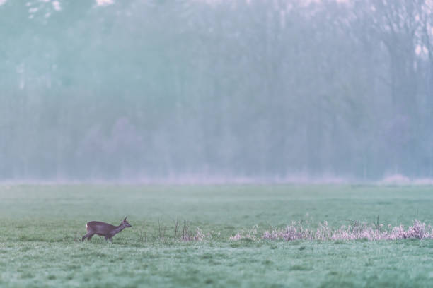 istock Roe deer walking in meadow at edge of pine forest. 1148057242