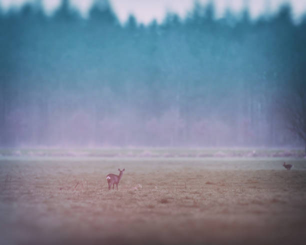 istock Roe deer in meadow at edge of forest. 1148057243