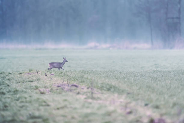 istock Roe deer walking in misty meadow at dawn. Side view. 1148057244