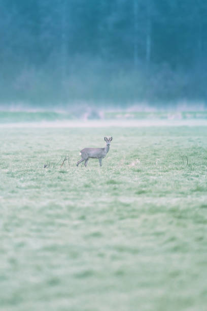 istock Roebuck in misty meadow at edge of pine forest. 1148057245