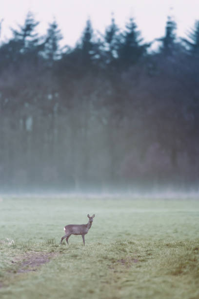 istock Roe deer in misty meadow at edge of pine forest. 1148057250
