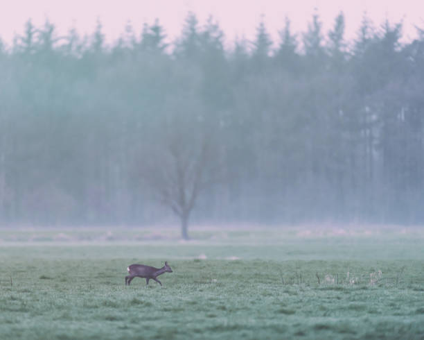 istock Roe deer walking in meadow at edge of pine forest. 1148057271