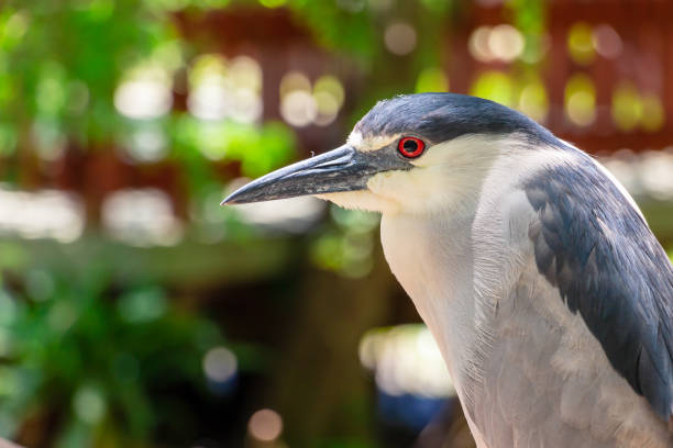 Black-crowned night heron (Nycticorax nycticorax), closeup - Davie, Florida, USA A black-crowned night heron bird black crowned night heron nycticorax nycticorax stock pictures, royalty-free photos & images
