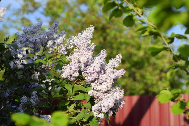 fiori che sbocciano lilla. bellissimi fiori di lilla viola all'aperto. - flower bed plant spring selective focus foto e immagini stock