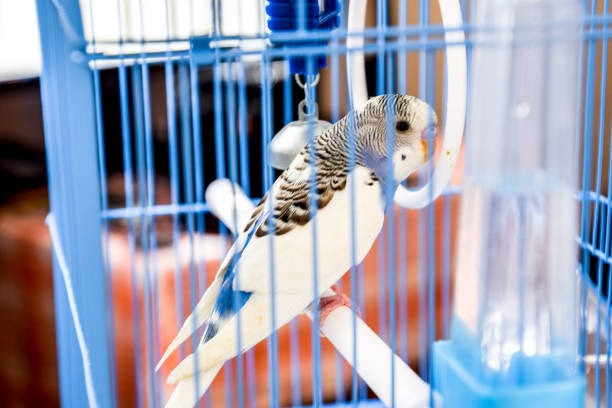istock Female wavy parrot in a cage 1148060446