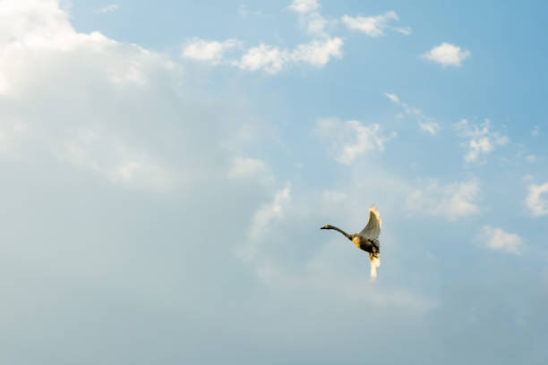 istock the swan is flying in the sky spreading its wings 1148060757