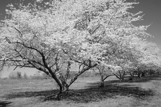 Mature Cherry Trees with Cherry Blossoms in a row captured in black and white