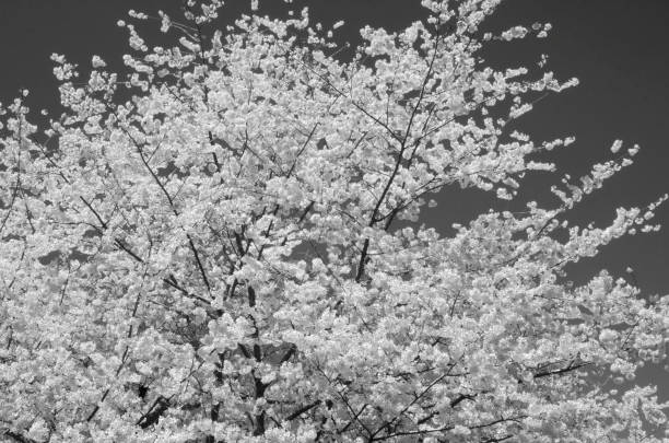 istock Cherry Blossoms Background captured in black and white 1148061397