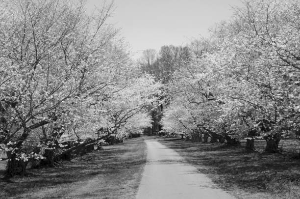 Mature Cherry Trees with Cherry Blossoms in a row captured in black and white
