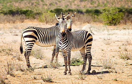 Couple of Hartmann's zebras in Namibian steppes looking at the camera,