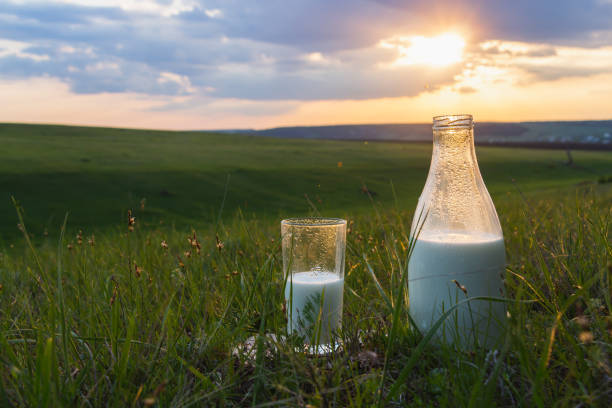 日没の夏の日に花と絵の緑の牧草地の背景に草の上にミルクとボトルとガラス。新鮮なオーガニック食品。自然エネルギー。 - 酪農 ストックフォトと画像