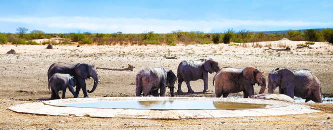 Small group of African elephants panorama gathering around man made waterhole. Photographed in the wild in Namibia's Etosha park.