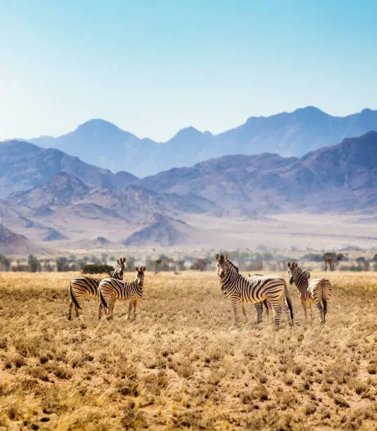 Small group of Hartmann's zebras in Namibian steppes with large mountains in the background.