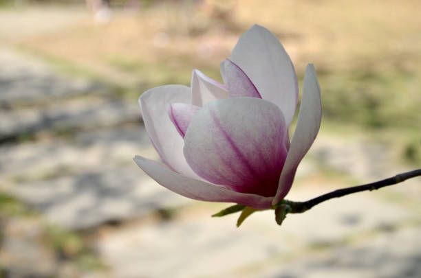 istock magnolia flower, tree branches with large fragrant flowers 1148063564