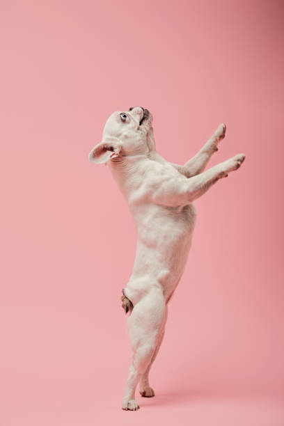 istock french bulldog on hind paws on pink background 1148064723