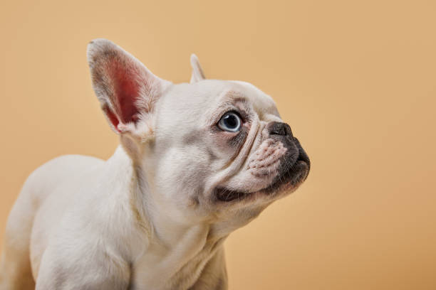 istock french bulldog with cute muzzle on beige background 1148064839