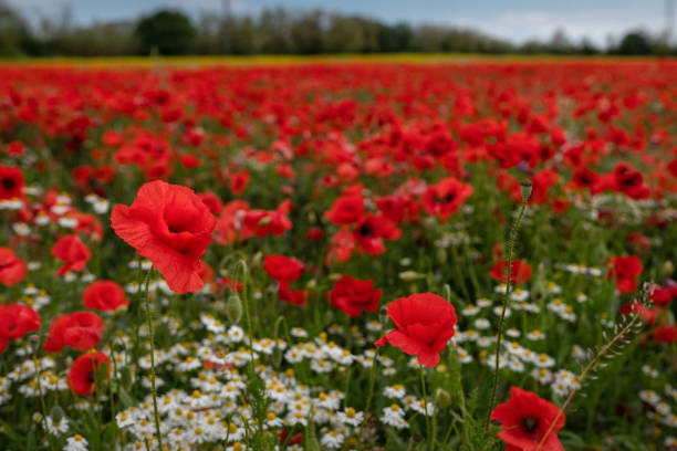 Red poppy on the field stock photo