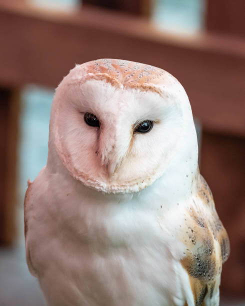 istock Head Shot of a Beautiful Barn Owl 1148066182