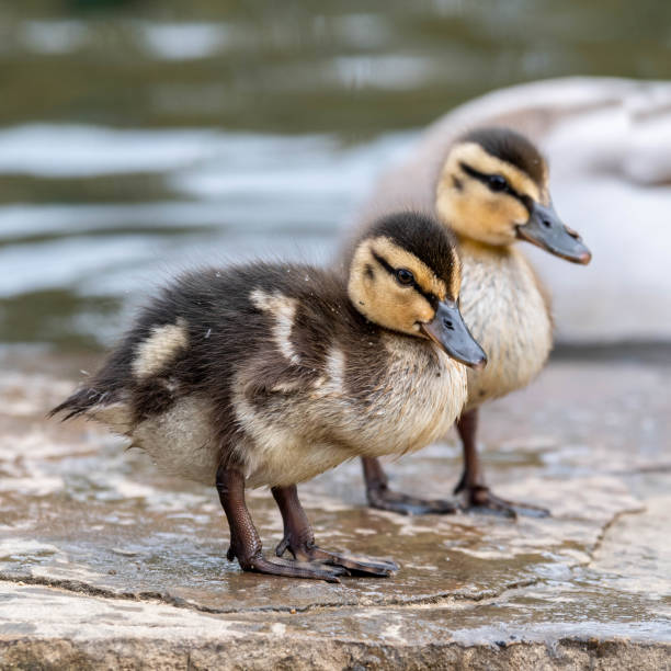 istock Baby Mallard Ducklings Feeding on the Waters Edge 1148066188